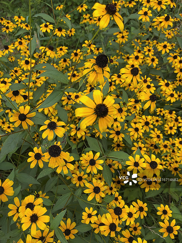 黑眼苏珊图片素材