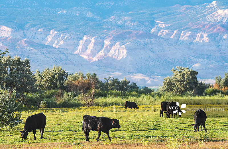 犹他州南部田野里的奶牛图片素材