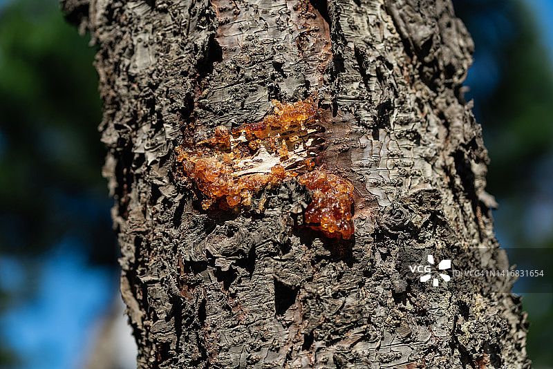 受伤树干流出的树脂图片素材