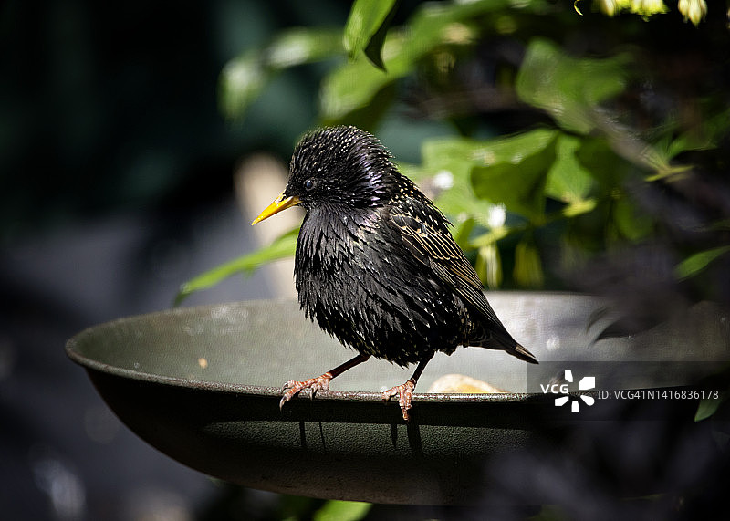 在鸟浴盆上的欧椋鸟图片素材