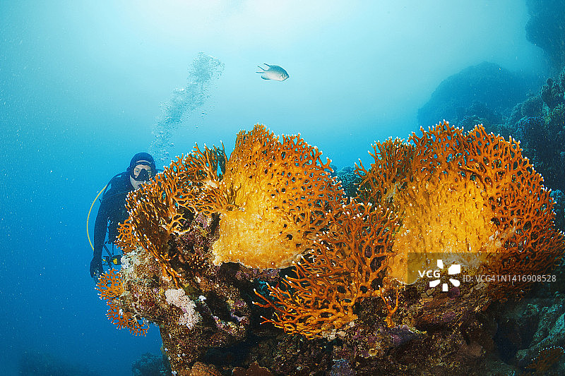 火焰珊瑚、珊瑚礁与潜水员图片素材