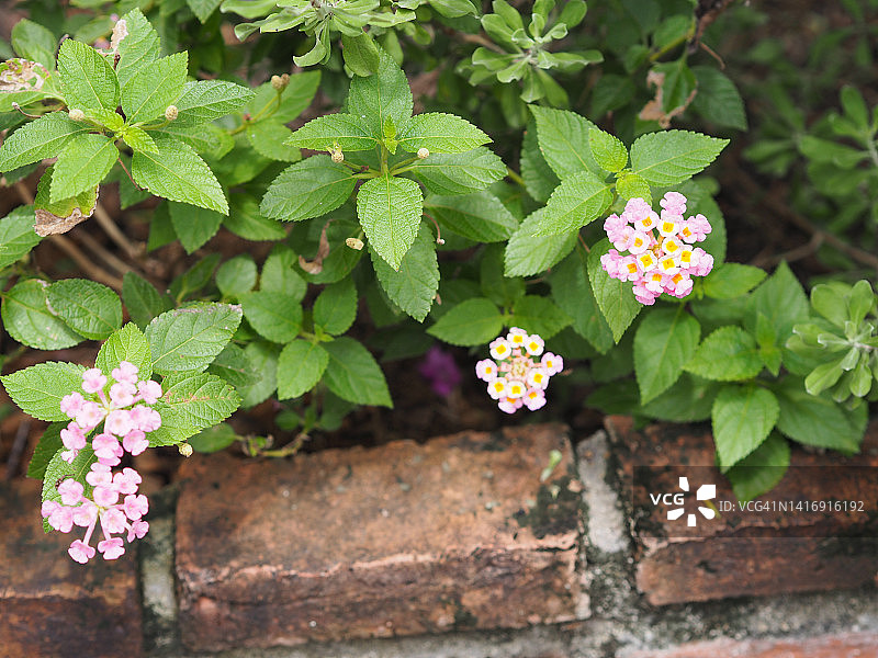 西印度马缨丹，黄色粉色花朵图片素材