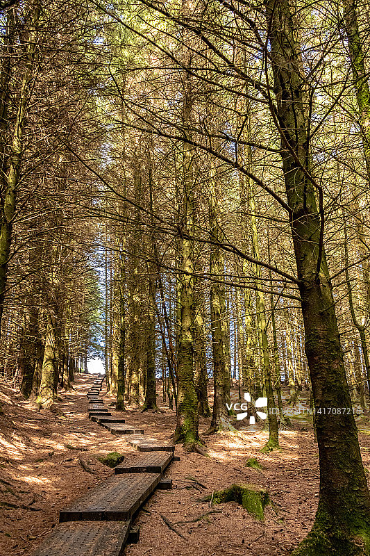 威克洛山脉Spinc Trail上的木板路图片素材