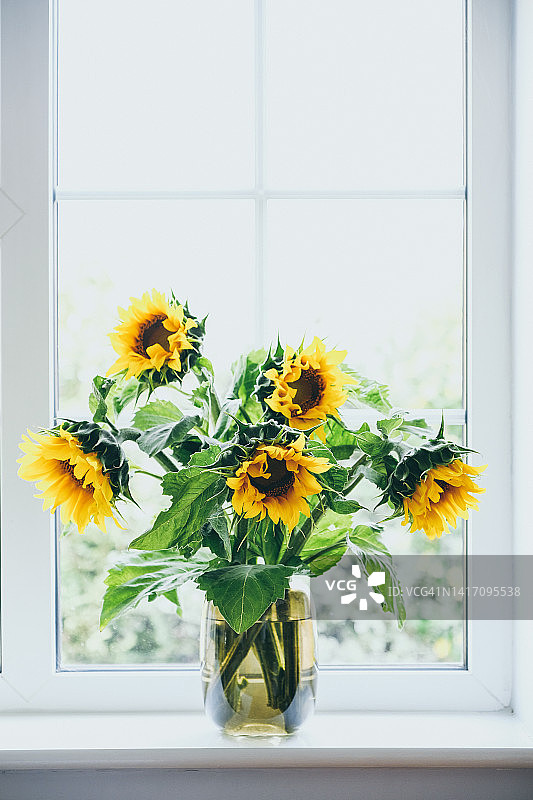 玻璃花瓶中的向日葵图片素材