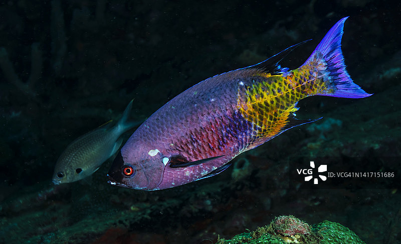 克里奥尔濑鱼图片素材