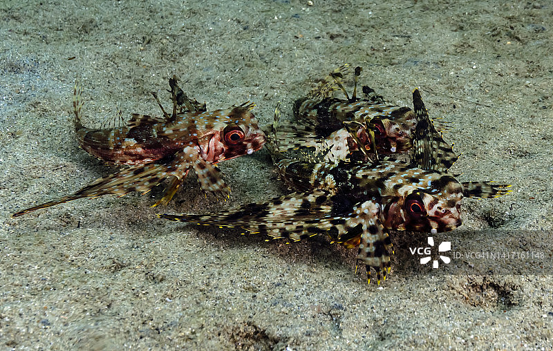 飞翔的鲂鮄图片素材