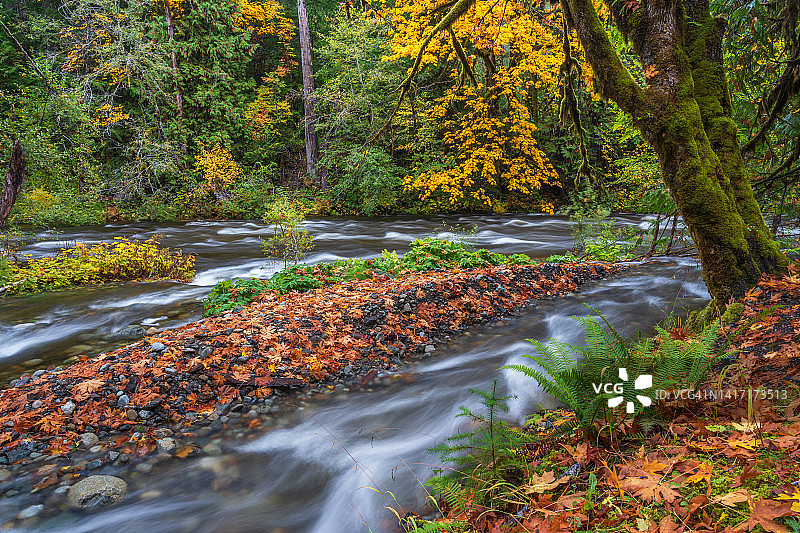 秋色中的肖尼根湖森林图片素材