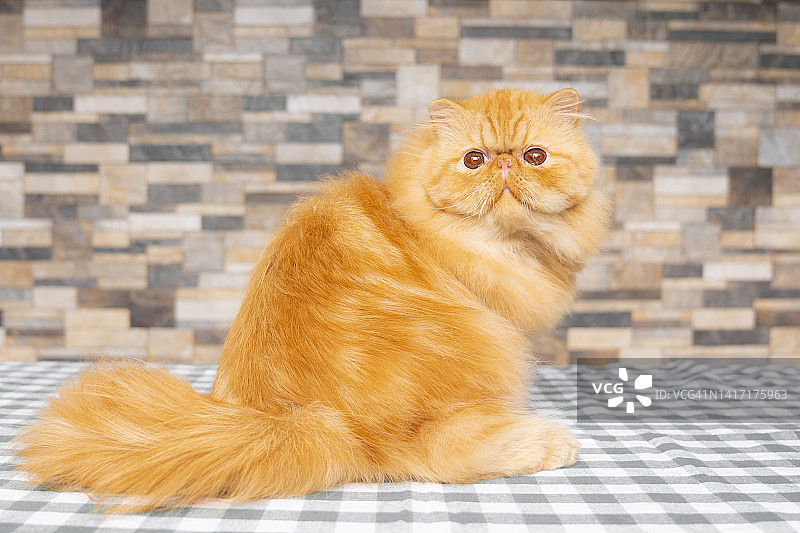 红色波斯猫图片素材