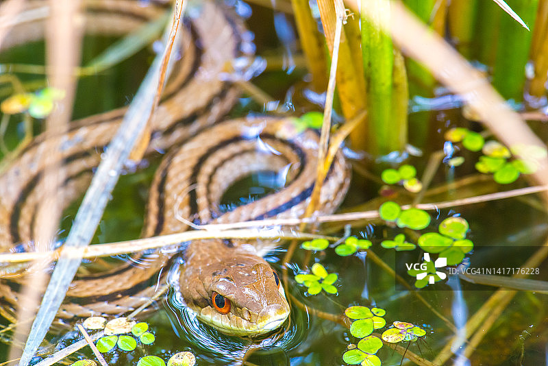 小型生物群落中的日本条纹蛇图片素材