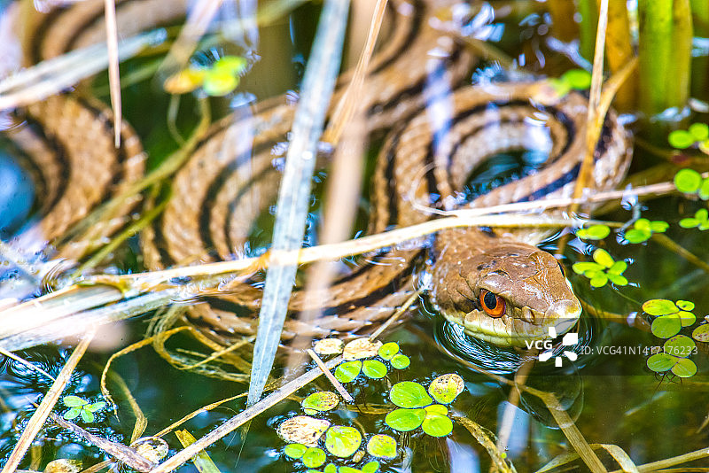 小型生物群落中的日本条纹蛇图片素材