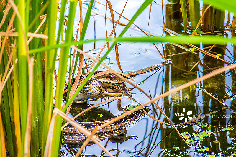 日本条纹蛇捕食青蛙图片素材