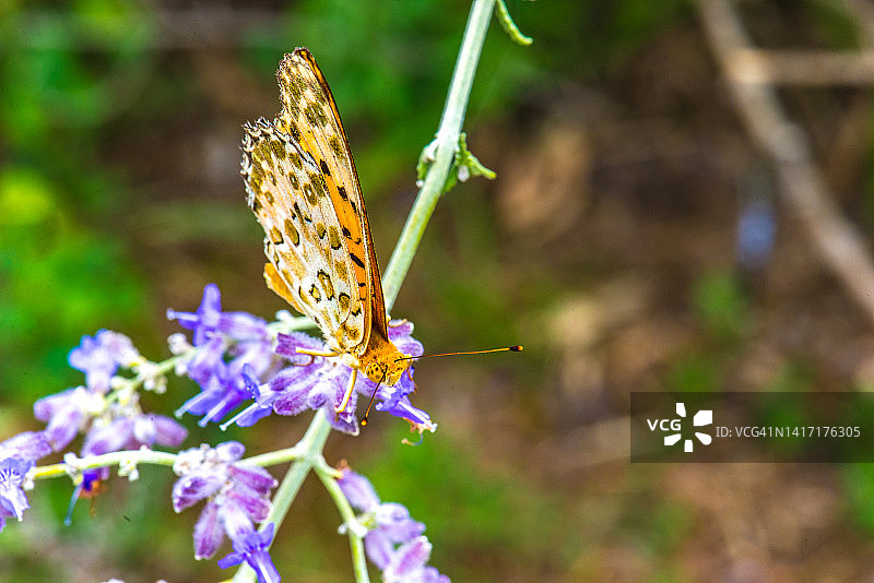 雄性印度豹纹蛱蝶图片素材