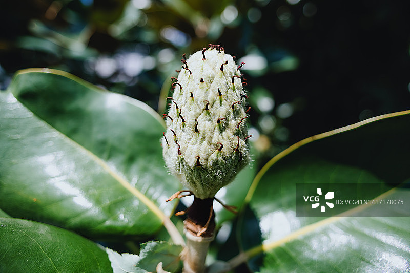 花瓣凋落后的南方木兰花花心图片素材