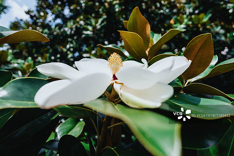 南方木兰花图片素材