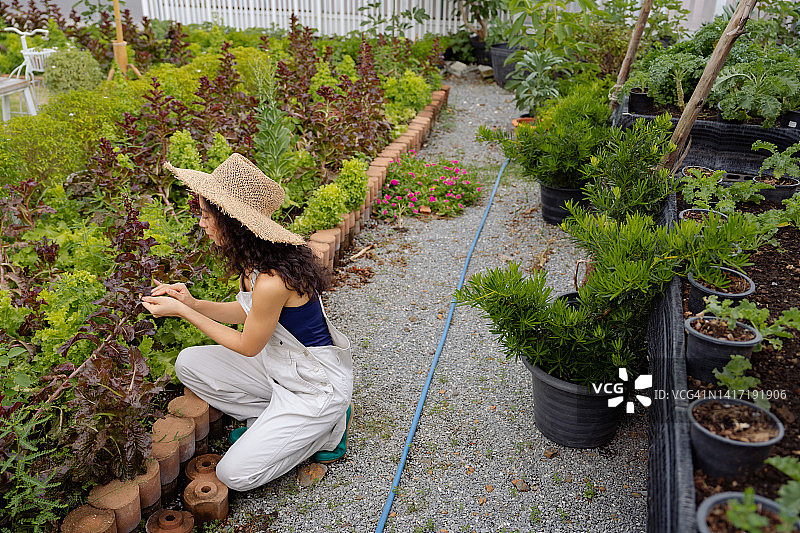 在菜园里做早间日常的时尚园丁图片素材