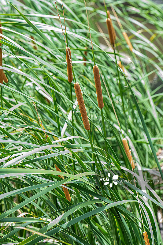 河岸边的香蒲丛图片素材