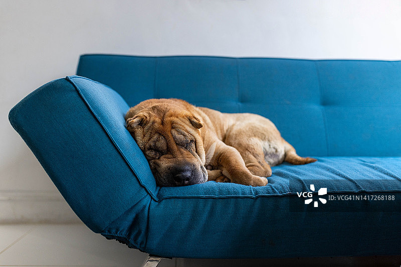 睡着的沙皮宠物犬图片素材