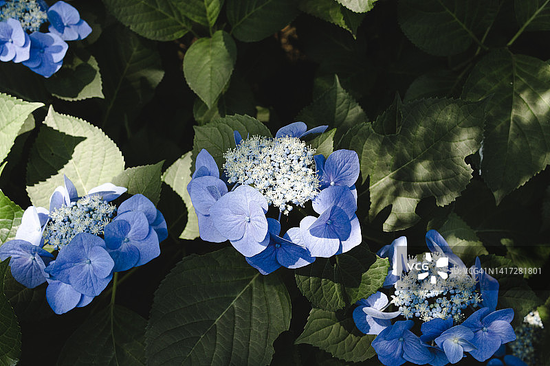 绣球花图片素材