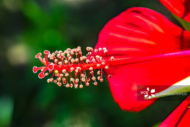 芙蓉花特写图片素材