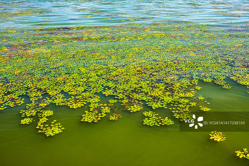 琵琶湖上的菱角图片素材