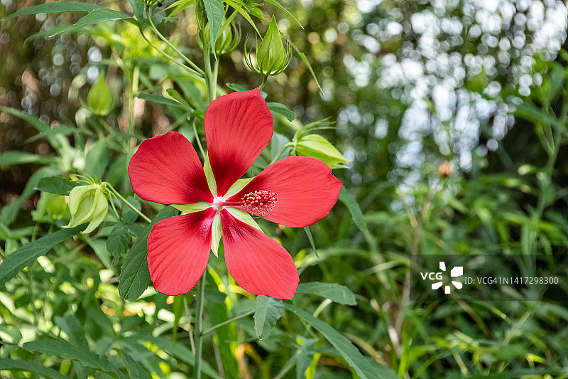 芙蓉花图片素材