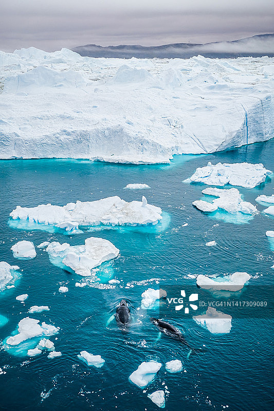 格陵兰岛融化冰山中鲸鱼的无人机视角图片素材