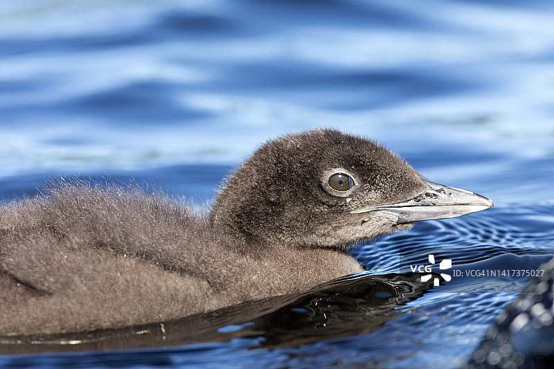 在湖中游泳的两个月大的普通潜鸟图片素材
