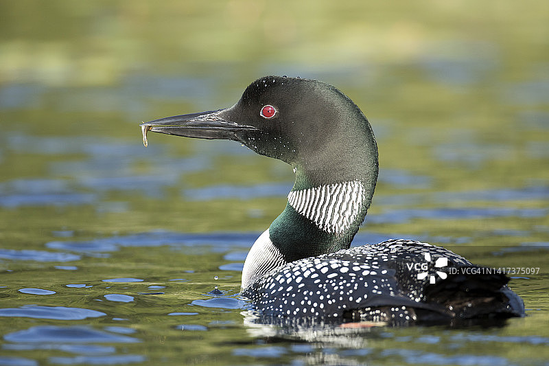 成年普通秋沙鸭给幼鸟带水蛭图片素材