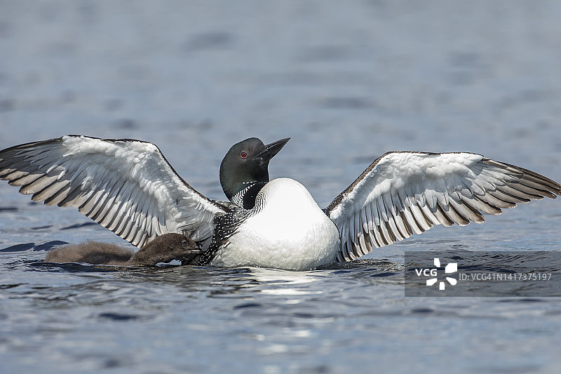 成年普通潜鸟在湖上拍打翅膀，幼鸟在旁图片素材