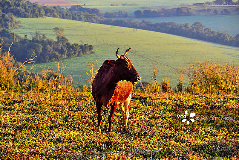 巴西隆德里纳地区放牧的牛群图片素材