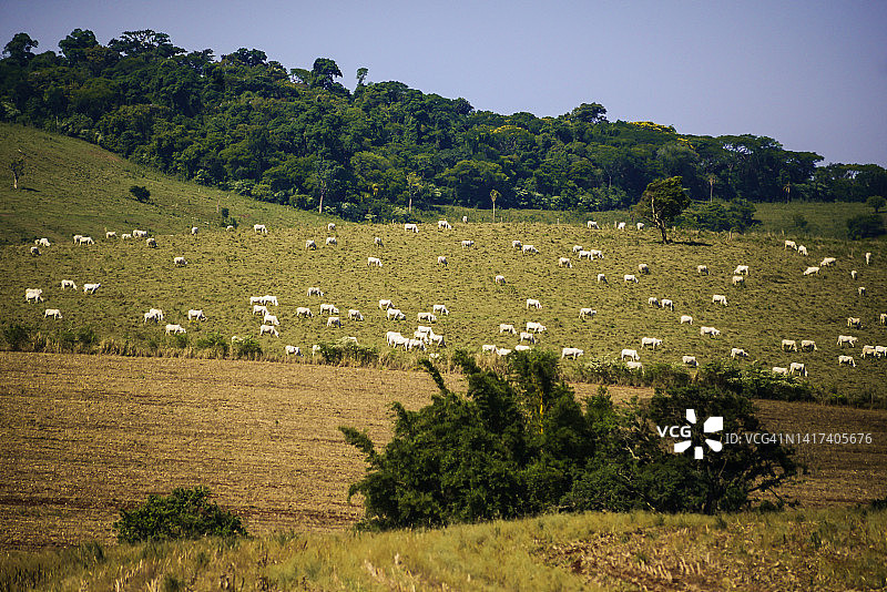 巴西隆德里纳地区放牧的牛群图片素材