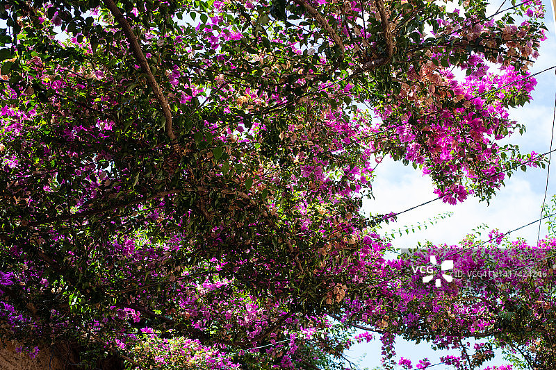 仰望黎巴嫩图片素材