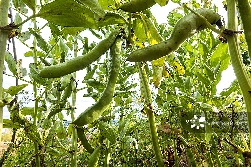 菜园里生长的矮生菜豆图片素材