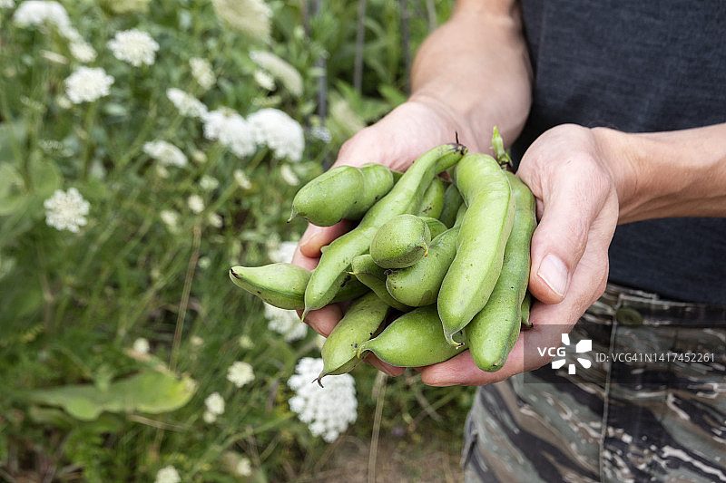 手捧豆角图片素材