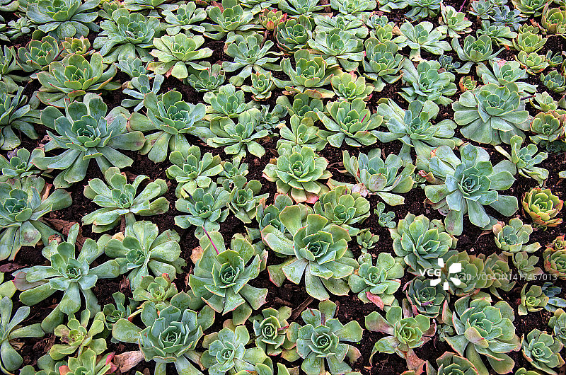 花园景天植物园图片素材