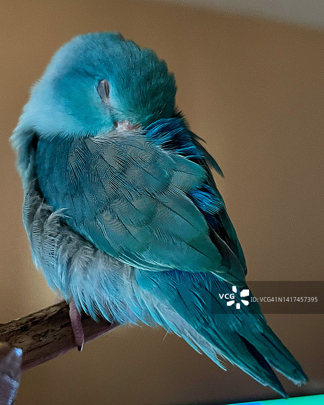 露露宝宝图片素材