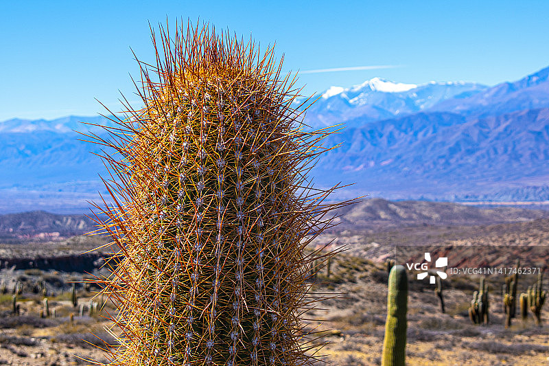 阿根廷萨尔塔帕约加斯塔卡多内斯国家公园的仙人掌图片素材