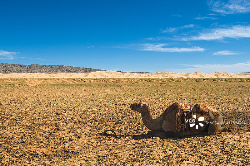 戈壁沙漠景观和休息的骆驼图片素材
