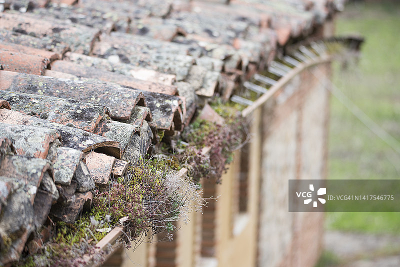 老建筑中被植物覆盖的排水沟图片素材