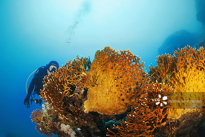 火焰珊瑚、珊瑚礁与潜水员图片素材
