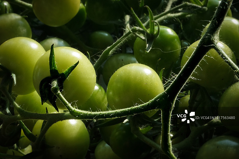 藤蔓上的绿色番茄图片素材