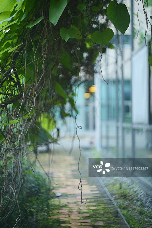 建筑物旁小路上方悬挂着绿叶植物图片素材