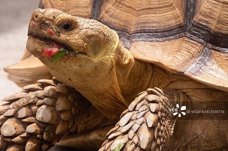 苏卡达陆龟特写图片素材