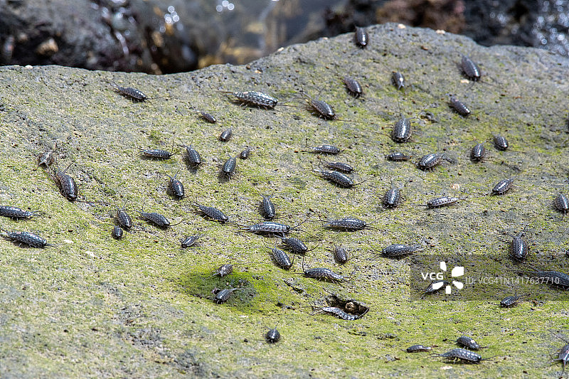 岩石上的一群海蟑螂图片素材