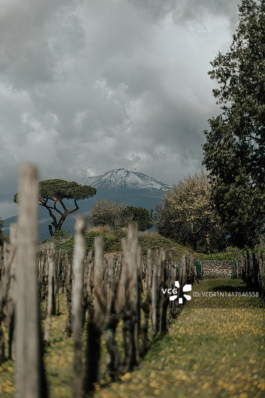 庞贝葡萄园图片素材