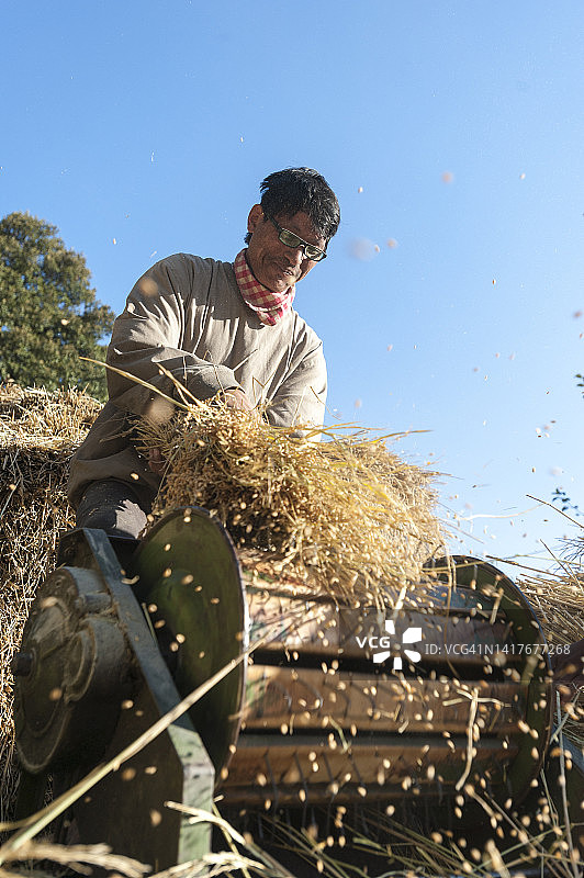 稻谷脱粒图片素材