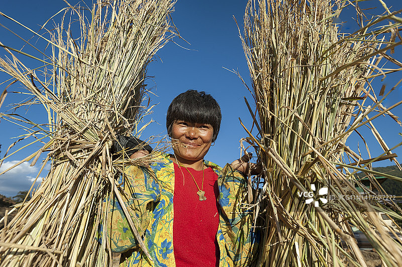 稻米收割图片素材