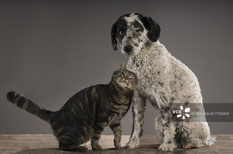 猫咪蹭小狗的影棚肖像图片素材