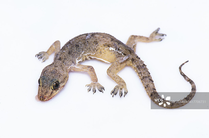 普通壁虎图片素材