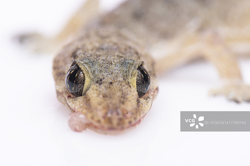 普通壁虎图片素材